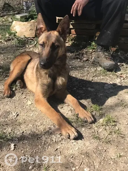 Chien perdu à Moissac retrouvé - photo