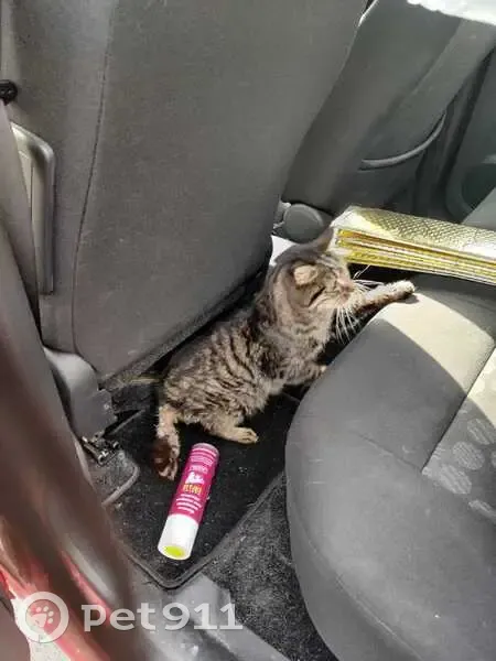 Chat maigre Trisbis perdu - D22 Vétrigne - photo