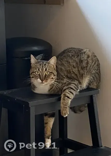 Chatte tigrée perdue à Fontaines - photo