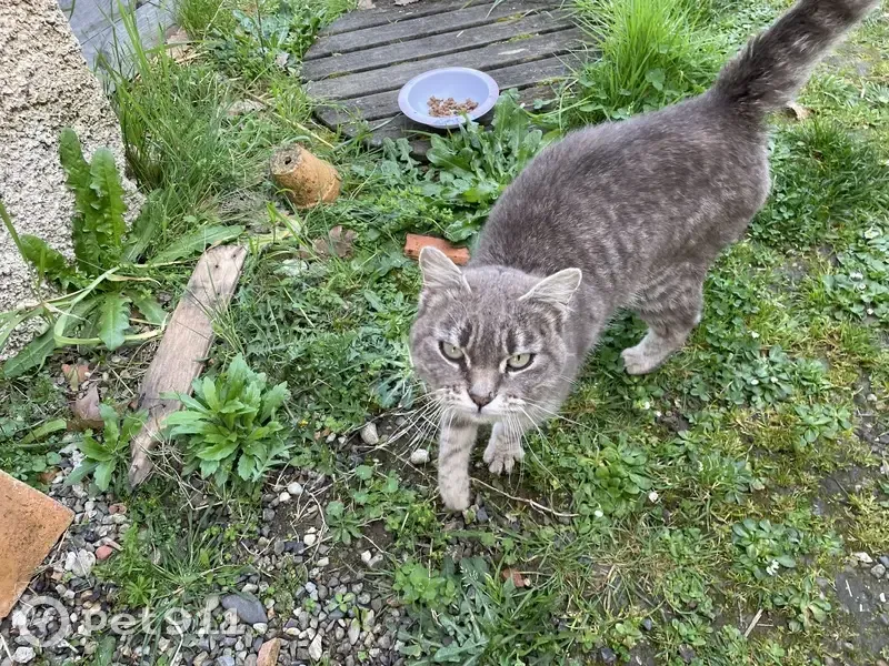 Chatte grise rayée trouvée à Azas - photo