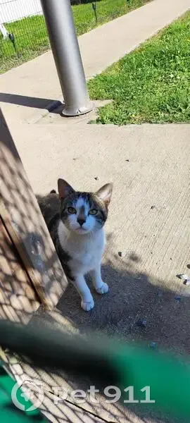 Chat à tâche gencive perdu, Angers - photo