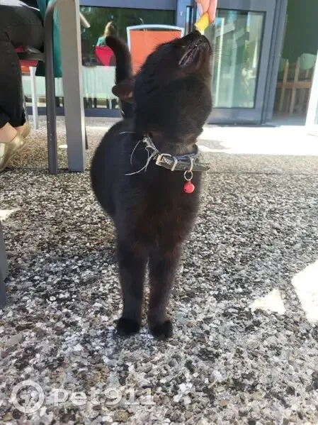 Chat à clochette trouvé à Doulaincourt - photo