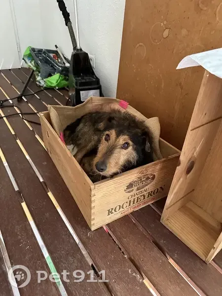 Petit chien mâle perdu et blessé - photo