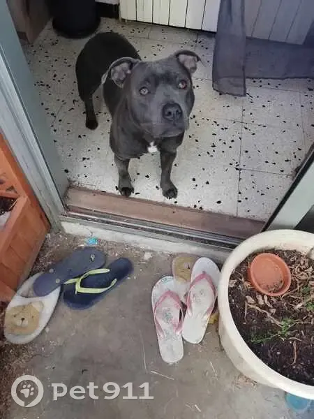 Sauvetage staffie grise Calvisson - photo