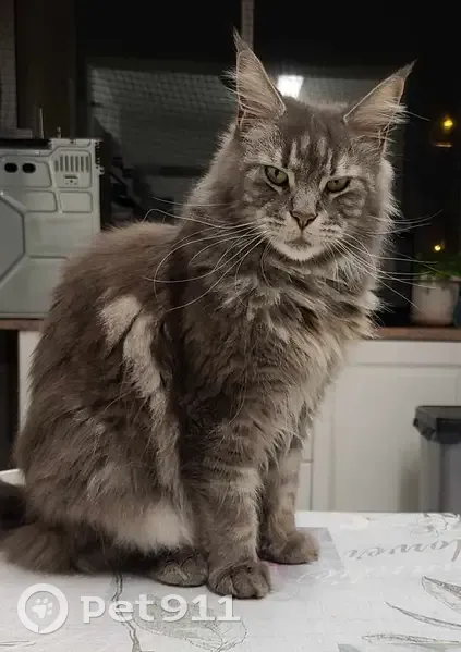 Chat Main Coon gris perdu à Nice - photo