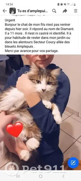 Chat Angora blanc/marron perdu - photo