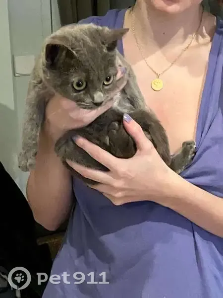 Chaton chartreux perdu à Saint-Cloud - photo