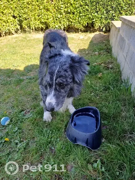 Chien bleu merle perdu sur D66 - photo