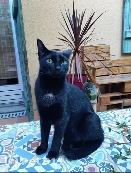 Chatte Tika noire perdue à Limoges - photo