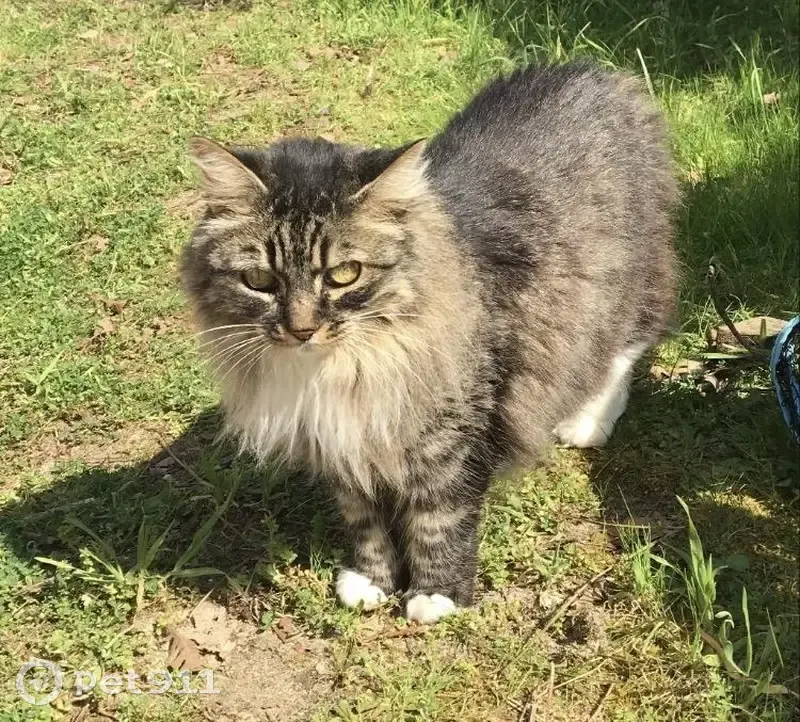 Chatte senior tigrée perdue - photo