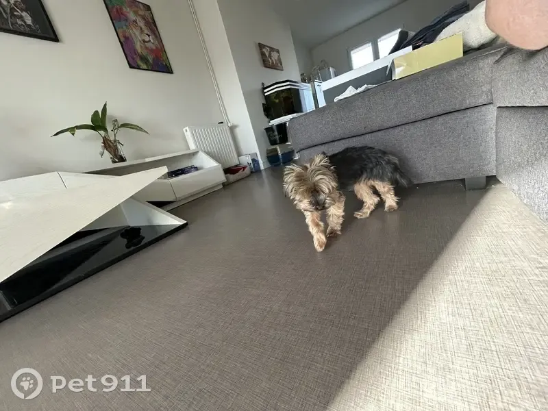 Chien Pampam perdu - RN89, 24 - photo