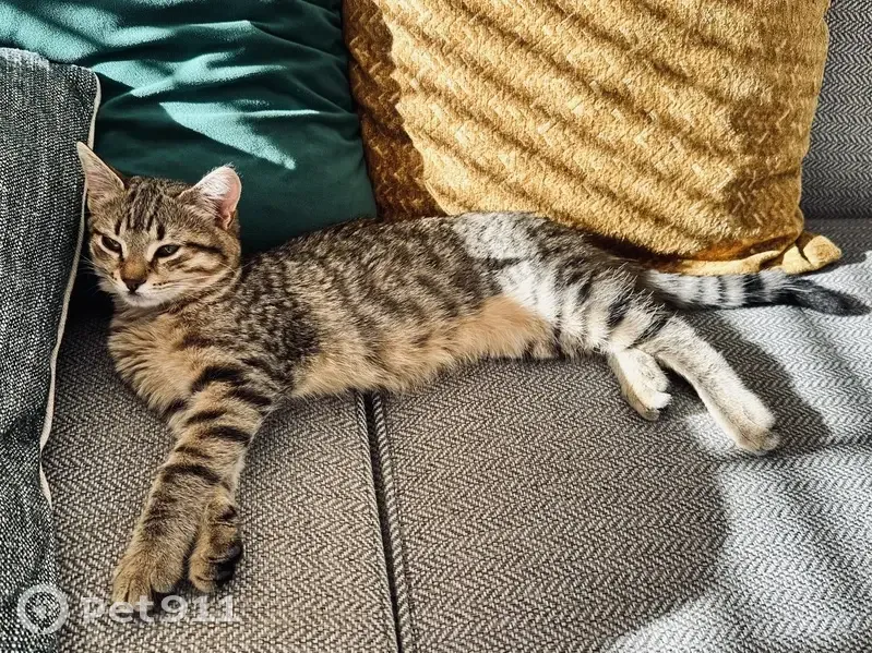 Chaton tigré Ullie perdu à Annecy - photo