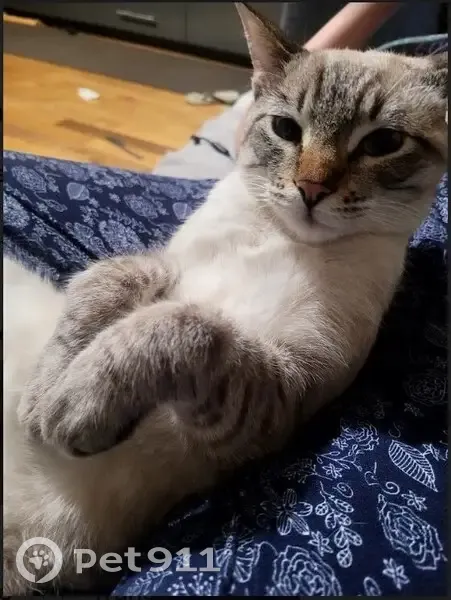 Chat Siamois Perdu à Paris - photo