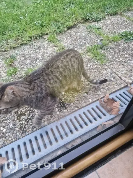Chat gris tigré trouvé à Gravigny - photo