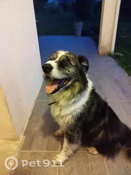 Chien Berger Australien Trouvé - photo