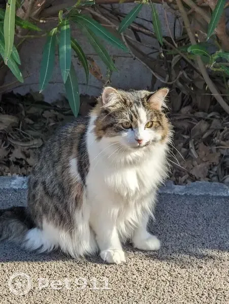 Chatte tigrée perdue à Rognac - photo