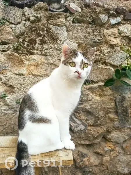 Chat tricolore perdu à Limoges - photo