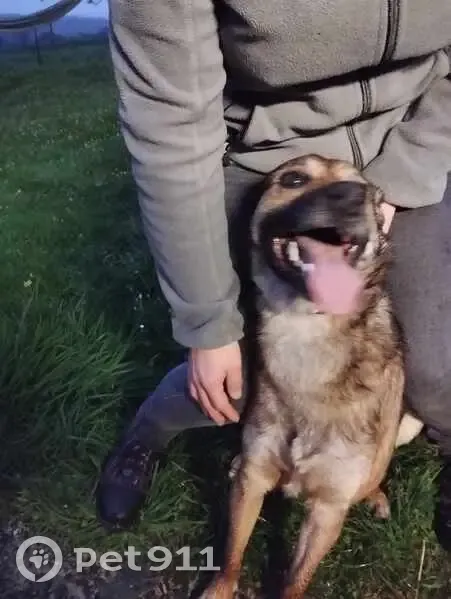 Berger malinois perdu à Condé - photo