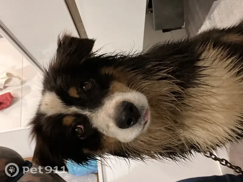 Chien Border Collie retrouvé - photo