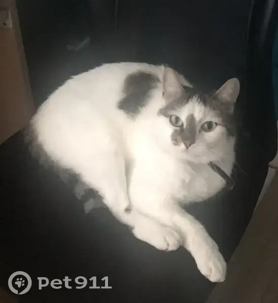 Chatte blanche perdue à Limoges - photo