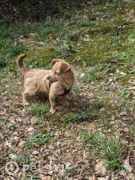 Alerte : Chien Tchoupi Perdu - photo