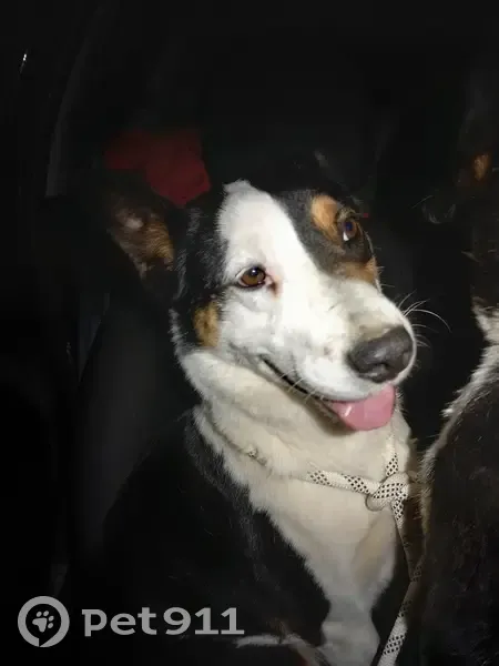 Chien trouvé à Vergons à 3h - photo