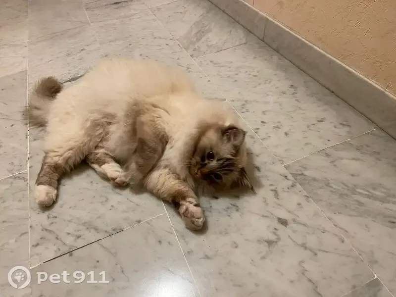 Chat Birman Crème Perdu à Nice - photo