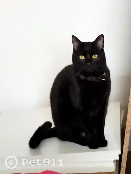 Chat Nelson perdu, collier strass - photo