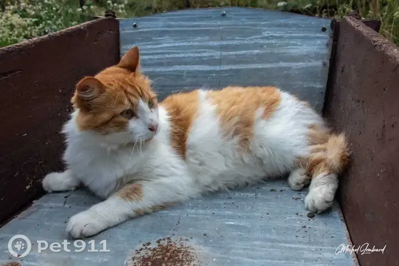 Chat roux et blanc perdu - photo