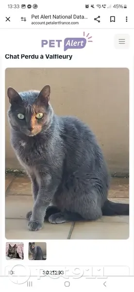 Chatte grise Hâpy disparue à Valfleury - photo