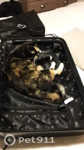 Chat perdu: Goinfrette égarée - photo