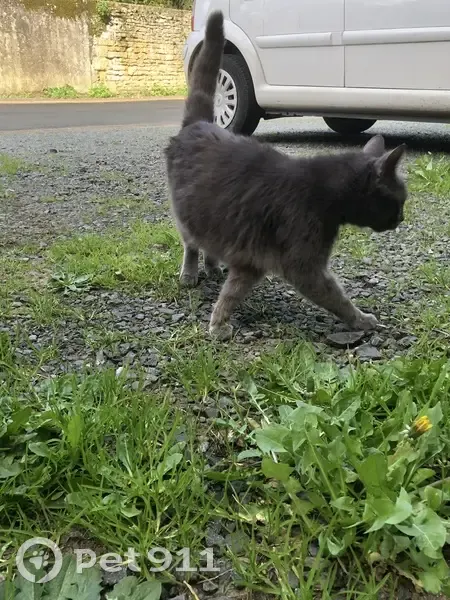 Chatte grise blessée trouvée - photo