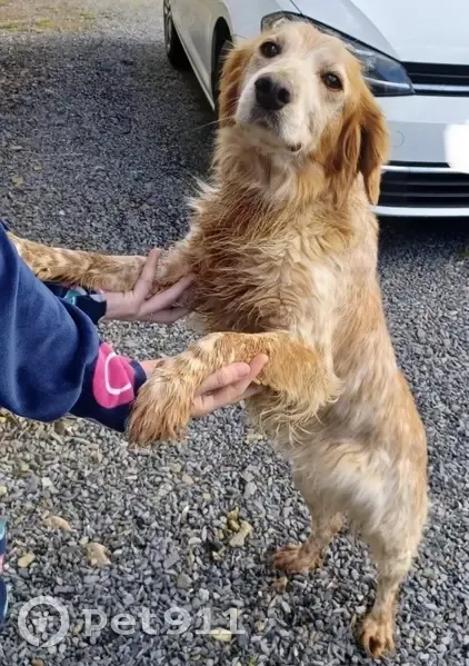 Chien épagneul trouvé à Saint-Germain - photo