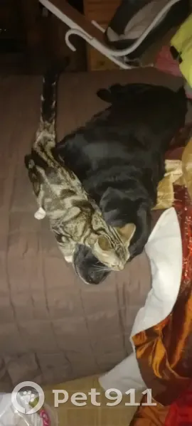 Chat tigré tatoué perdu à Créteil - photo