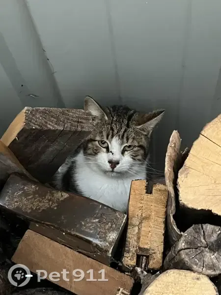 Chat famélique trouvé à Savières - photo