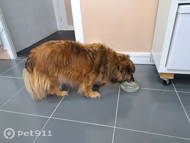 Chien roux perdu à Pluvigner - photo