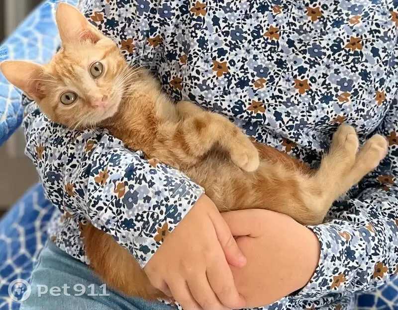 Chaton Roux Disparu à Fréjus - photo