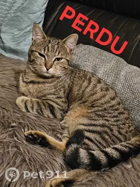 Chat tigré perdu à Aulnay - photo