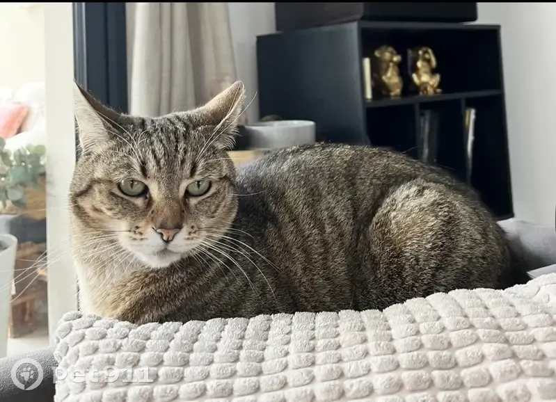 Chatte tigrée perdue à Perpignan - photo