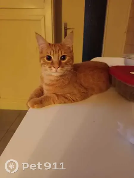Chat roux perdu à Valence - photo