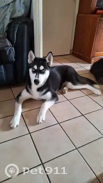 Alerte: 2 Huskys perdus à Orchies - photo