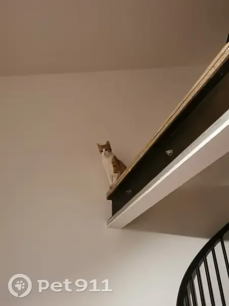 Chat tatoué IE retrouvé à Bordeaux - photo