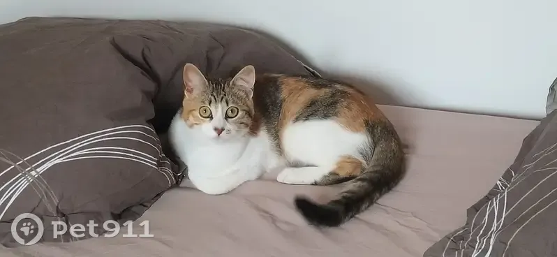 Chatte calico perdue - Bertrand - photo