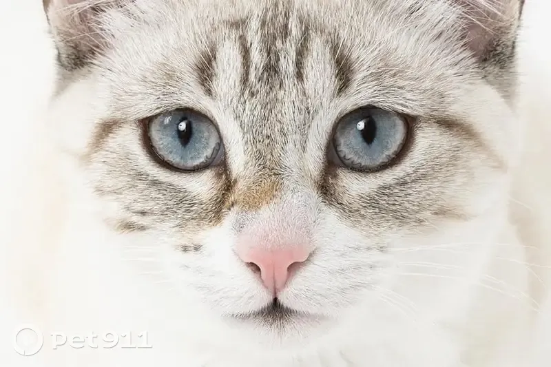Chat blanc-gris yeux bleus perdu - photo