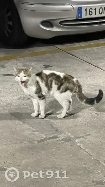 Chat perdu au parking Bassano - photo