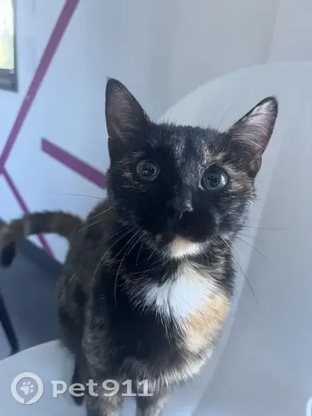 Chaton écaille trouvé à Livet - photo