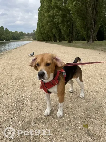 Beagle perdu: Costa de Clara, Prades - photo