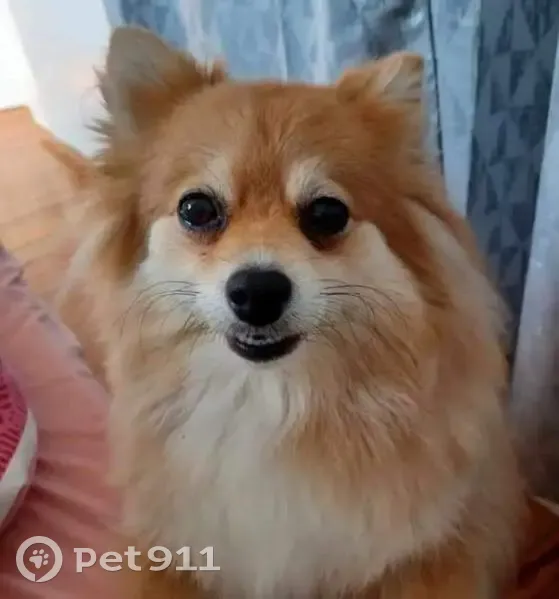 Avis de recherche: Ella, chien perdu - photo