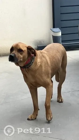 Chien perdu retrouvé à la Clape - photo
