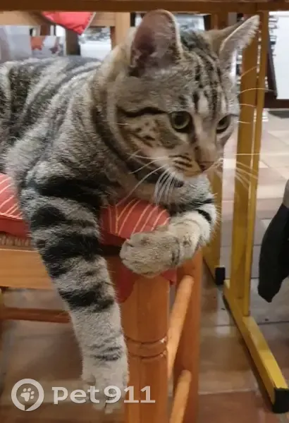 Chat perdu: mâle tigré, 1 an - photo